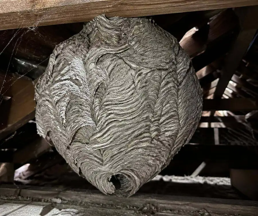 Large papery wasp nest attached to rafters in a loft roof void