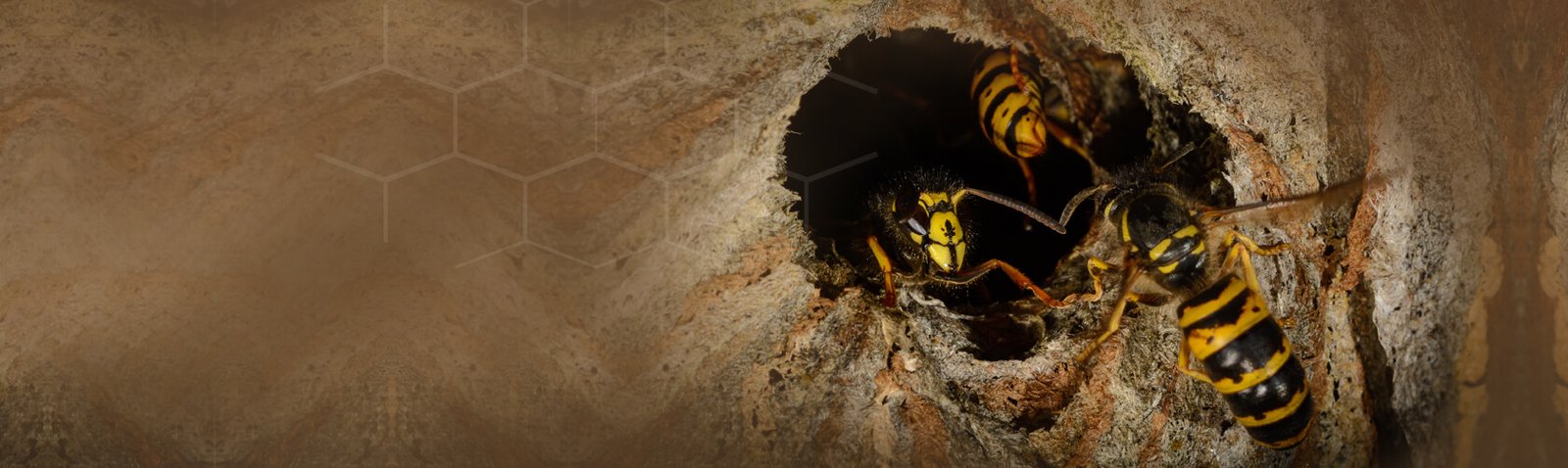 Wasp Nest Removal In Blackbird Leys