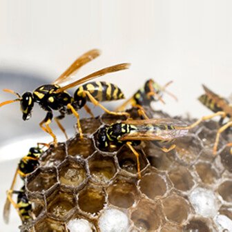 Pest Control In Blackbird Leys