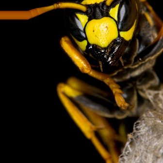 Wasp nest termination all Blackbird Leys areas
